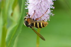 Sericomyia