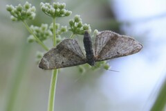 Eupithecia icterata