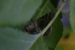 Xanthorhoe quadrifasiata