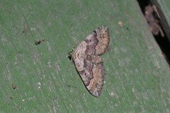 Xanthorhoe quadrifasiata