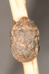 Psacasta tuberculata