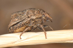 Psacasta tuberculata