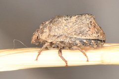 Psacasta tuberculata