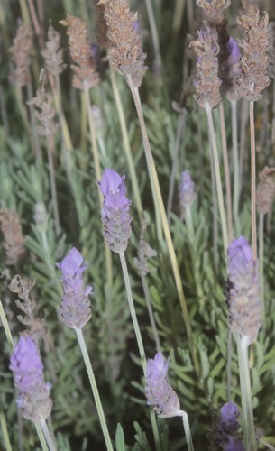French lavender
