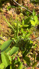 Platanthera clavellata