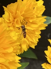 Episyrphus balteatus