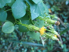 Senecio quinquelobus