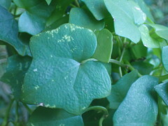 Senecio quinquelobus