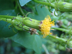 Senecio quinquelobus