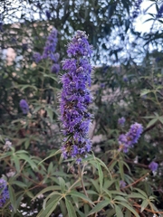 Vitex agnus-castus