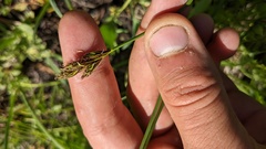 Carex petasata