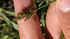 Carex petasata