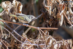 Vireo nelsoni