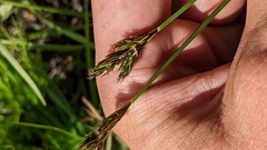 Carex petasata