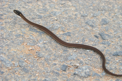 Dibernardia bilineata