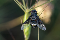 Chalcochiton pallasii