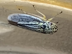 Graphocephala lugubris