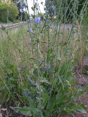 Cichorium intybus