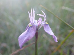 Moraea algoensis