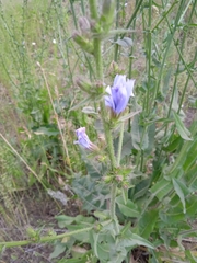 Cichorium intybus