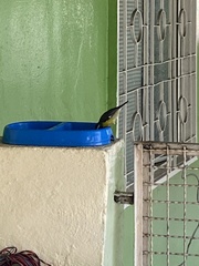 Coereba flaveola