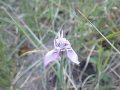 Moraea algoensis