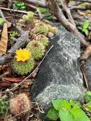 Mammillaria beneckei
