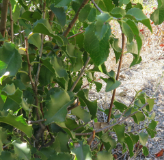 Prunus ilicifolia ilicifolia