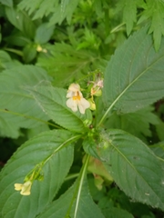 Impatiens parviflora