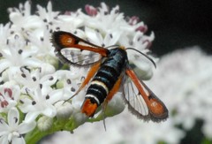 Pyropteron chrysidiforme