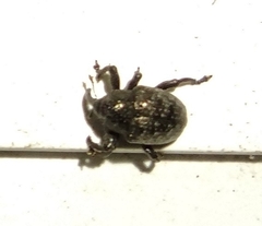 Chalcodermus aeneus