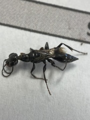 Ampulex canaliculata