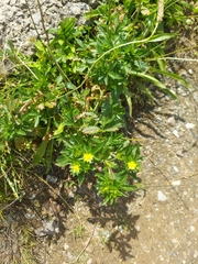 Potentilla paradoxa