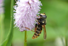 Sericomyia