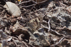 Melanargia occitanica