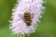 Sericomyia