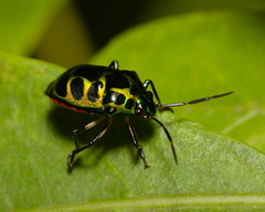 Chrysocoris