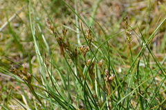Juncus squarrosus