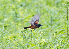 Icterus spurius spurius