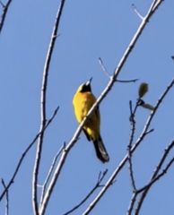Icterus cucullatus nelsoni
