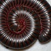 American Giant Millipede - Photo (c) rainbowreaper, some rights reserved (CC BY-NC)