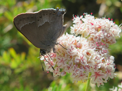 Satyrium tetra