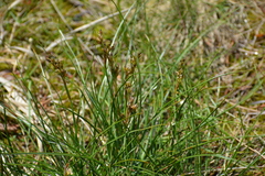 Juncus squarrosus