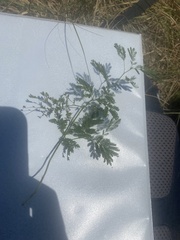 Desmanthus leptolobus