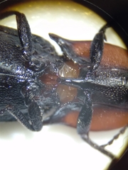 Selatosomus lateralis