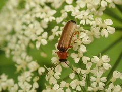 Rhagonycha lutea