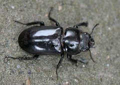 Dorcus