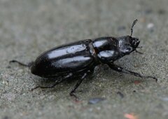 Dorcus