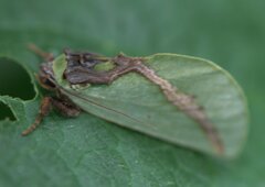 Cyphanta xanthochlora