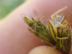 Carex petasata